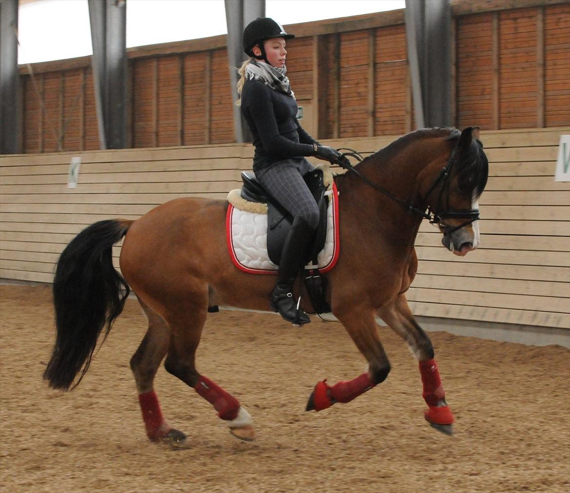 Welsh Cob (sec D) Fjordglimt Mr. Kennedy  - Februar 2011 billede 11