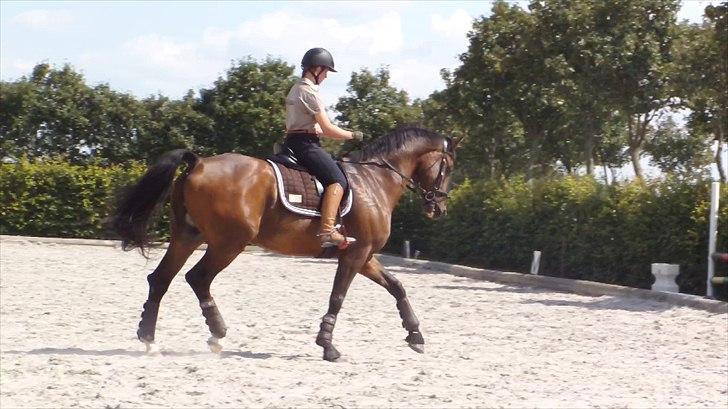 Dansk Varmblod Swingking havdal billede 2