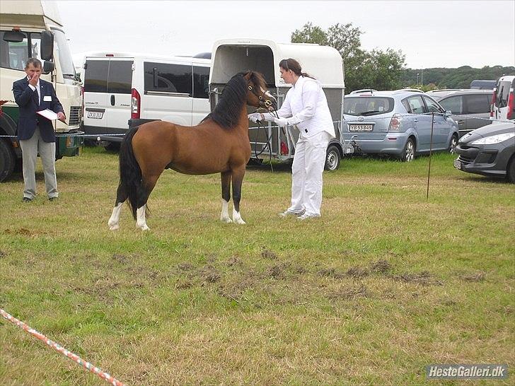 Welsh Mountain (sec A) Stoertebecker's genius billede 19