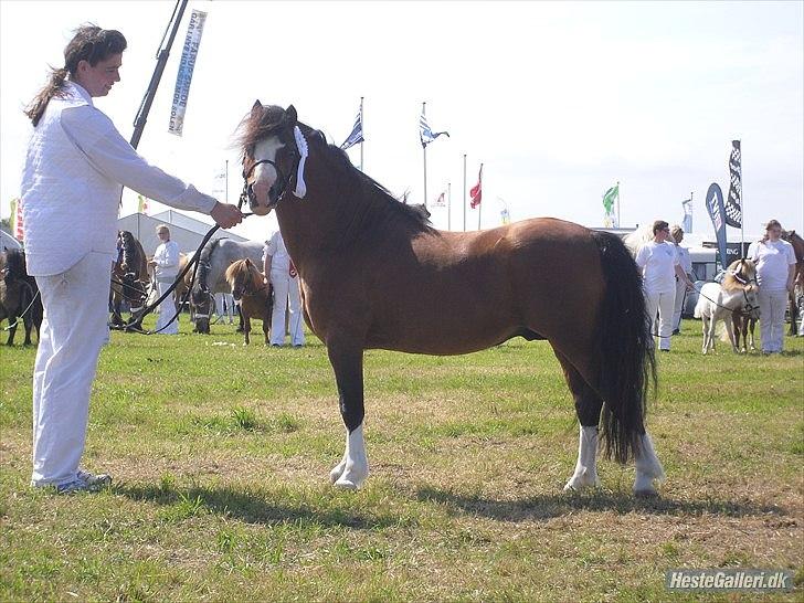 Welsh Mountain (sec A) Stoertebecker's genius billede 20