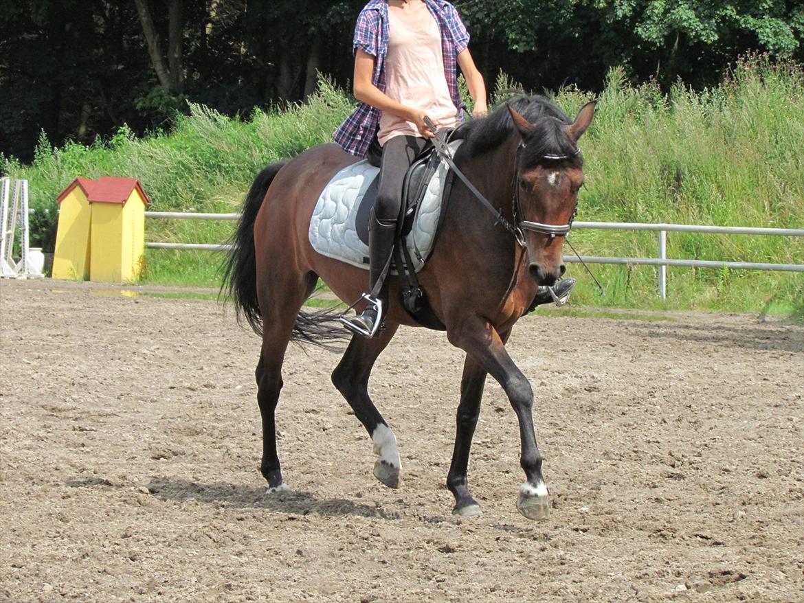 New Forest Quincy - dressurtræing . 31 Juli lækre forben og bagben! billede 3