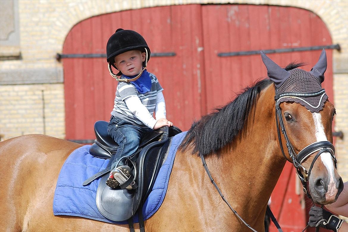 Dansk Varmblod Amour´s Don Cacier - nicolai elsker bare mor´s store baby hest:O)
 billede 30