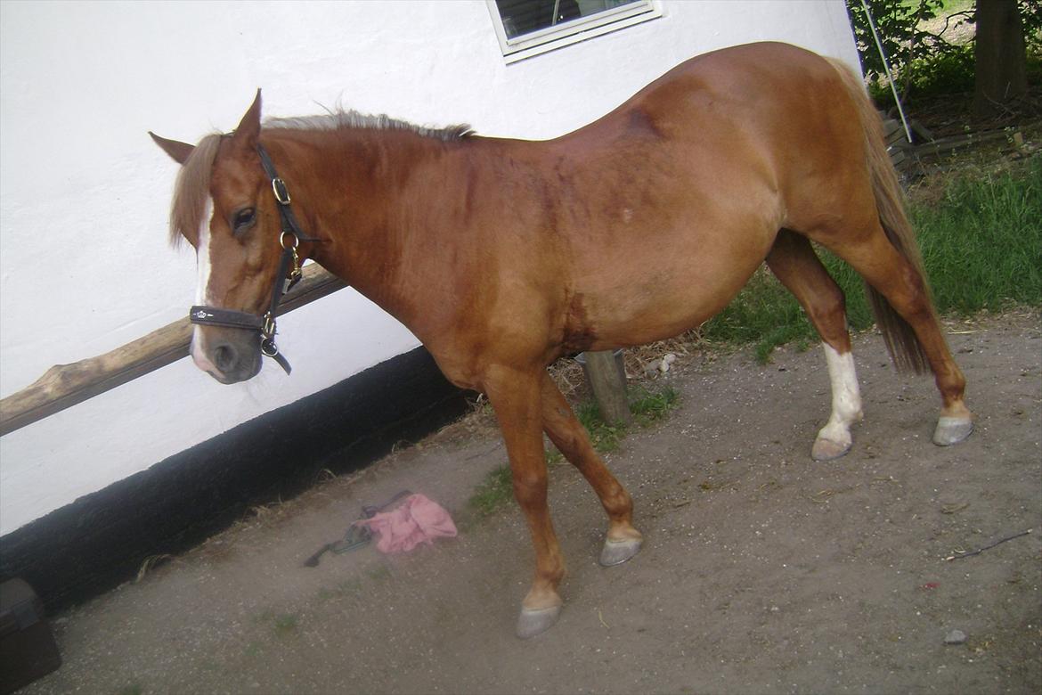 Anden særlig race Tano<3 MIT ET OG ALT<3 - en træt tano efter en god ridetur:) <3<3foto: Mor billede 3