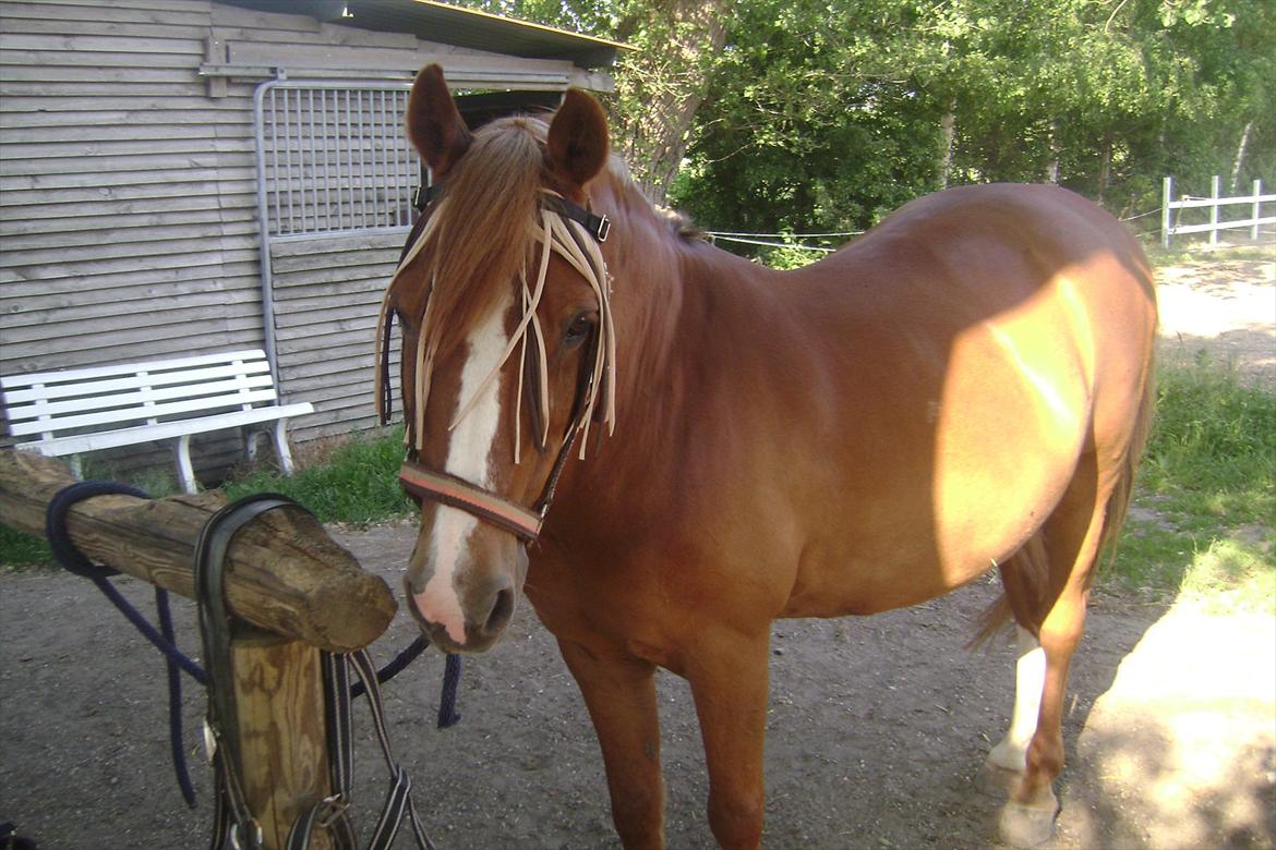 Anden særlig race Tano<3 MIT ET OG ALT<3 - sår sød<3 Foto:Mor billede 4