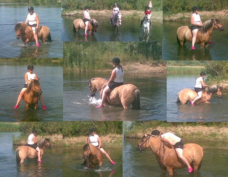 Anden særlig race Bianca - Man kan vel kalde hende en vandhest? billede 16