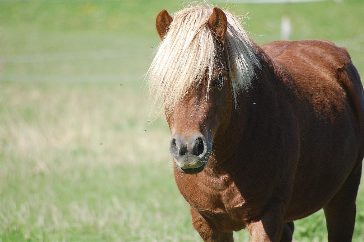 Shetlænder SOLBAKKENS MANDFRED  billede 19