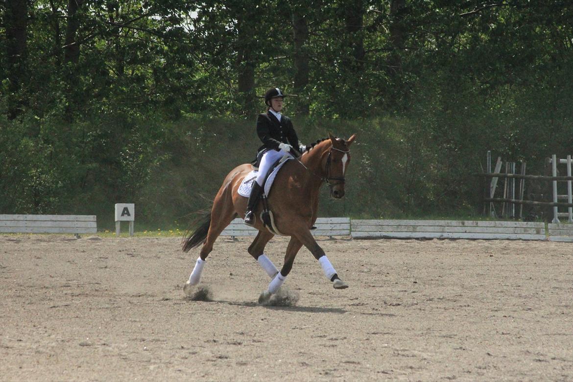 Dansk Varmblod Pentagon K. - 6)  billede 6