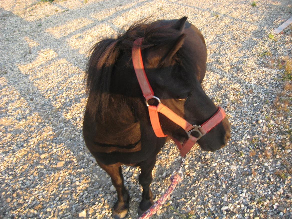 Shetlænder Rikke billede 2