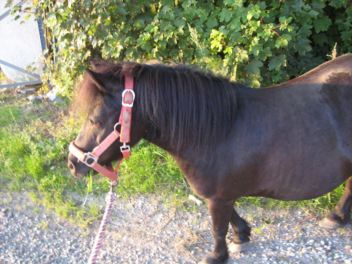 Shetlænder Rikke billede 3