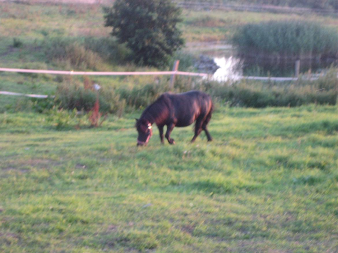 Shetlænder Rikke billede 4