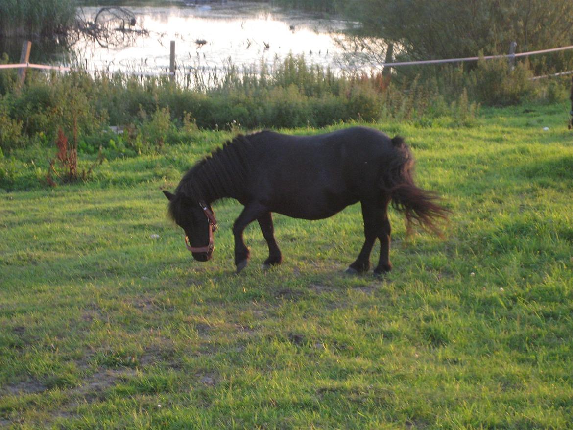 Shetlænder Rikke billede 5