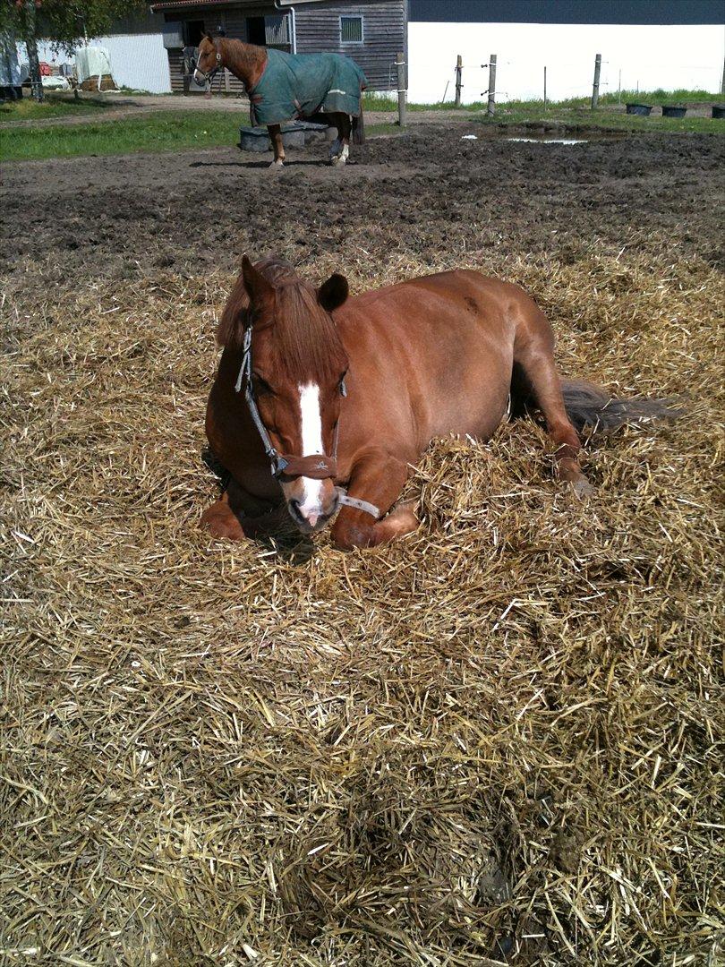 Anden særlig race Tano<3 MIT ET OG ALT<3 - Tano får sin eftermiddags lur<3 foto:mig billede 7