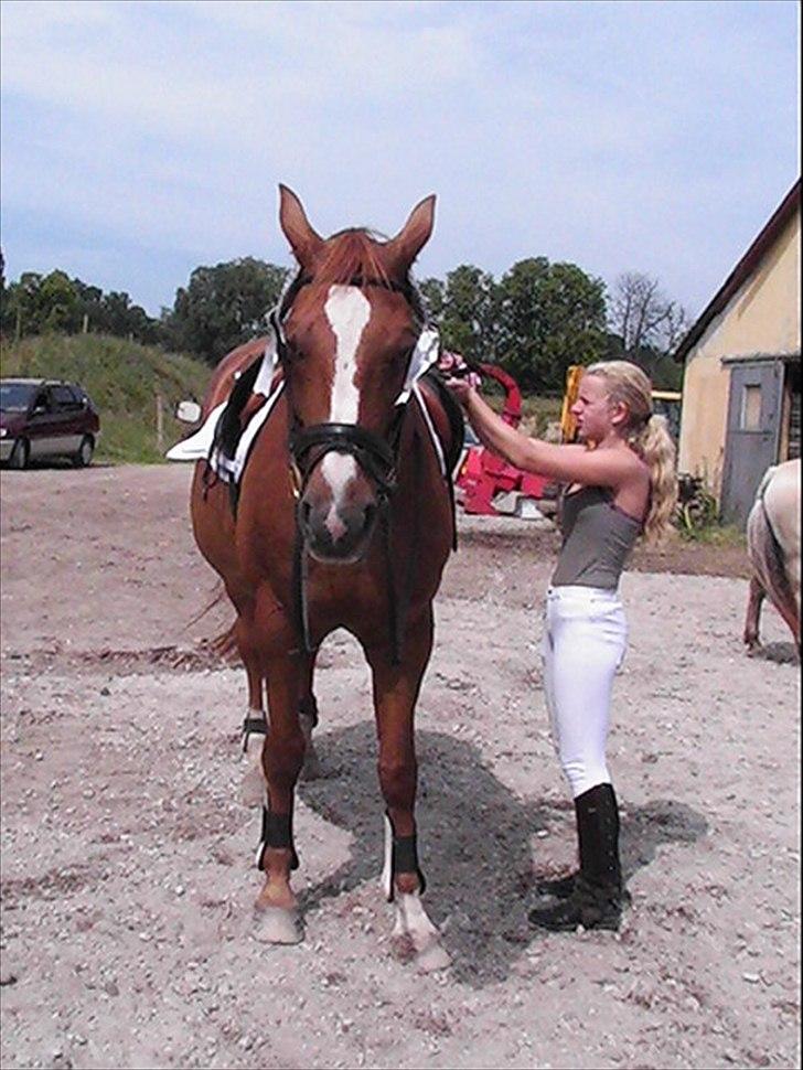 Hannoveraner Kirkeledgaard Luna - så det hjem med to rosetter !XD billede 7