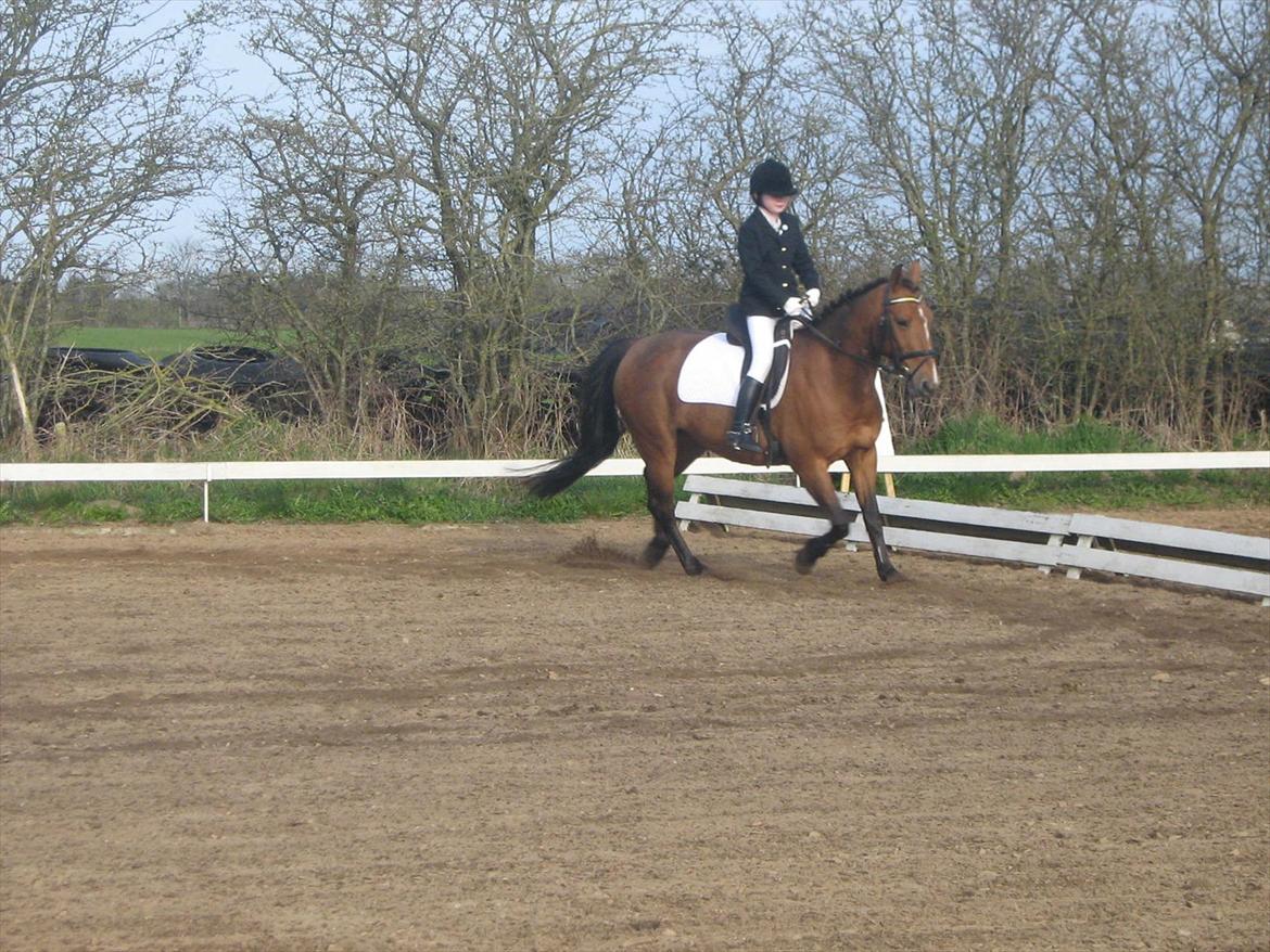 Anden særlig race philina - det var mit første stævne på hende
jeg rider ld1 billede 2