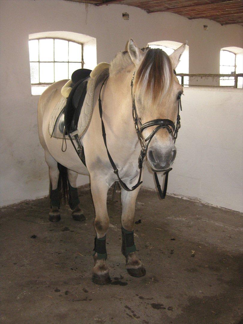 Fjordhest Trinity billede 10