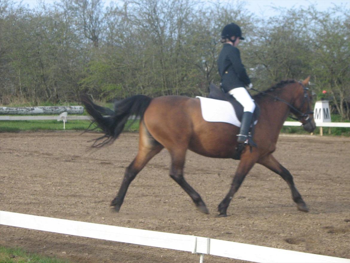 Anden særlig race philina - jeg rider ld1 billede 3