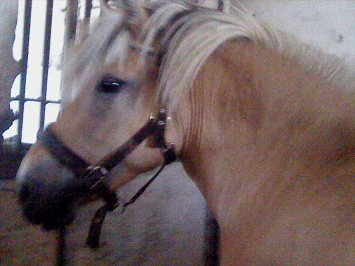 {{currentPhoto.altText}} billede {{currentPhoto.number}}