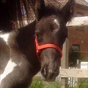 Irish Cob Monster Kennedy