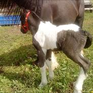 Irish Cob Monster Kennedy