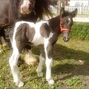 Irish Cob Monster Kennedy
