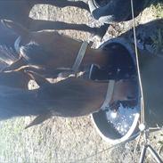 New Forest Bakkegaards Zenn-lii.