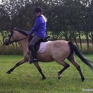 Welsh Pony af Cob-type (sec C) rotterdams sheila