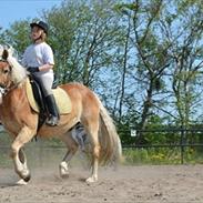 Haflinger Flintegårdens Mayday  (Tidl. Pony)