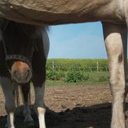 Shetlænder Trine [Solgt]