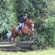 Hannoveraner Tjørnelunds Weltkönig