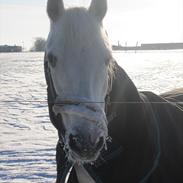 Welsh Pony (sec B) Hoelgaards Fernando