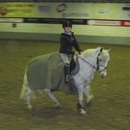 Welsh Pony (sec B) Hoelgaards Fernando