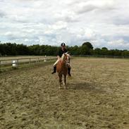 Haflinger Cocio<3<3 ;* Solgt :'(