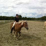 Haflinger Cocio<3<3 ;* Solgt :'(