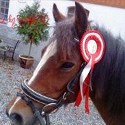 Hollandsk Sportspony Wilma