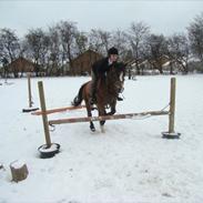 Hollandsk Sportspony Wilma