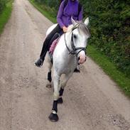 Anden særlig race Silver Moon