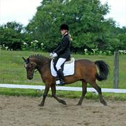 Anden særlig race Generalen