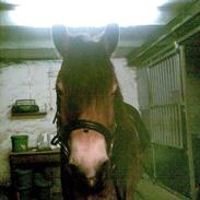 Nordsvensk Skovhest damita