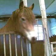 Nordsvensk Skovhest damita