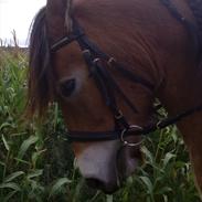 Nordsvensk Skovhest damita