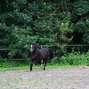 New Forest Mølgaards Ice Cream