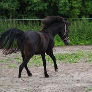 New Forest Mølgaards Ice Cream