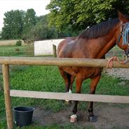 Anden særlig race Rebus