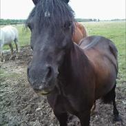 Welsh Pony af Cob-type (sec C) Rytterbjergets Nestor (SOLGT) (HJÆLP)
