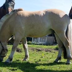 Fjordhest Lyngholms Valip