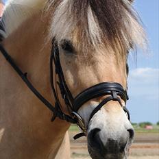 Fjordhest Lyngholms Valip