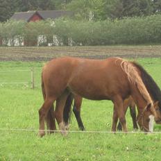 Frederiksborg Hyldekærs Cassandra