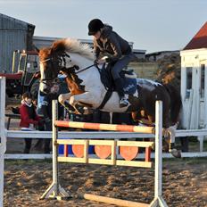 Anden særlig race Jessie *B-PONY* 