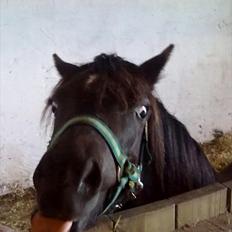 Welsh Mountain (sec A) Piccasso