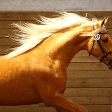 Palomino Kvolsbæk's Diamond Dream 